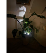 Dekoracyjne oświetlenie roślin